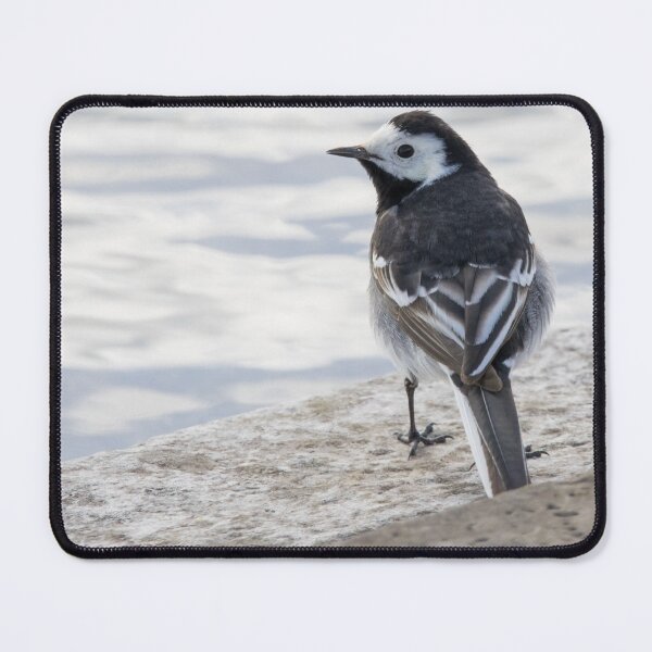 Item preview, Pied Wagtail designed and sold by LaurenTucker.