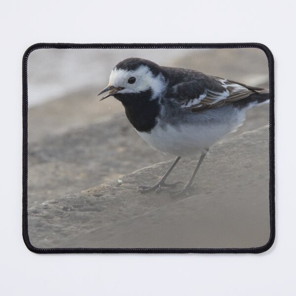 Item preview, Pied Wagtail designed and sold by LaurenTucker.
