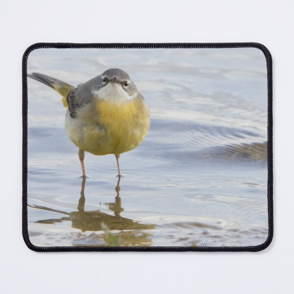 Item preview, Grey Wagtail designed and sold by LaurenTucker.
