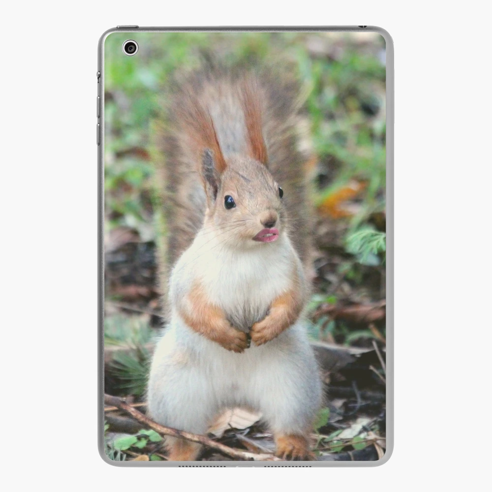 Cute squirrel - animals with clothes  iPad Case & Skin for Sale by Sunset  Design