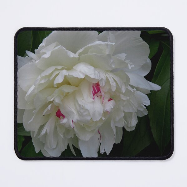Item preview, White Peony With Rose Accents designed and sold by CarolBeeDesigns.