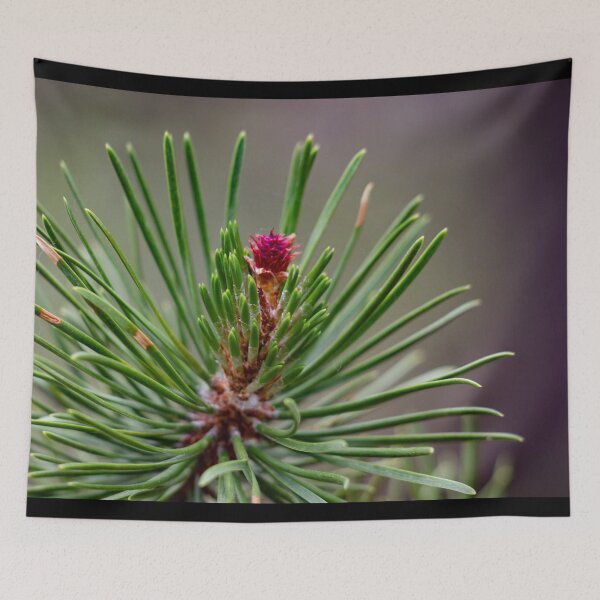 Item preview, Budding pine cone designed and sold by Shizenkai.