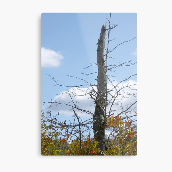 Dead Tree Metal Print