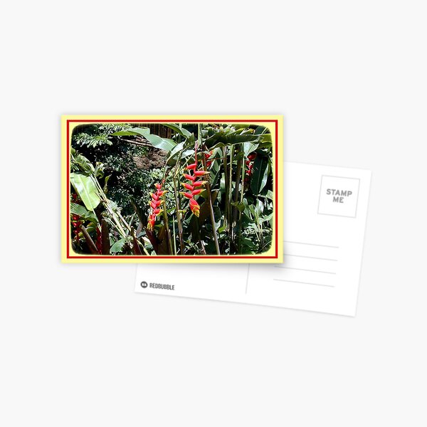 Red Flower Postcard