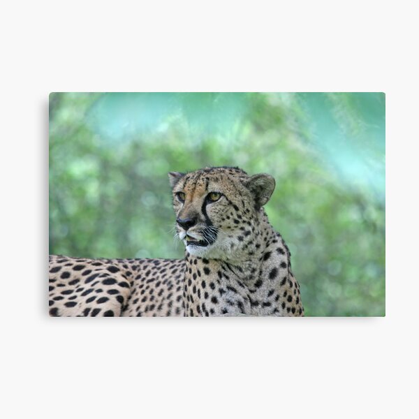 Cheetah Canvas Print