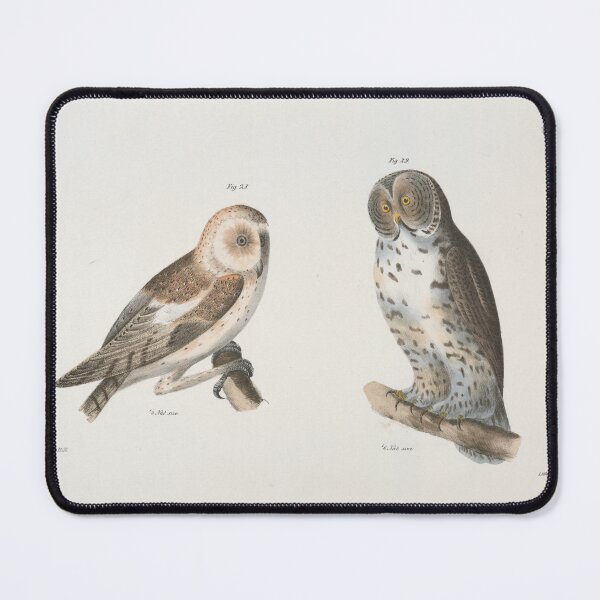 Item preview, Vintage American Barn Owl & Great Grey Owl Illustration (1844) designed and sold by BravuraMedia.