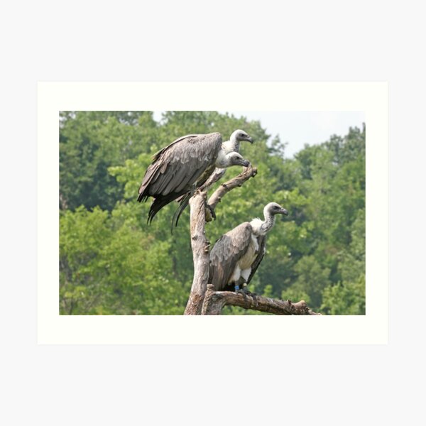 Vultures Art Print