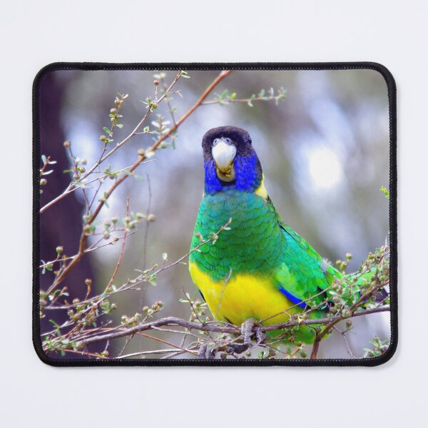 Item preview, Pretty parrot designed and sold by alokojha.