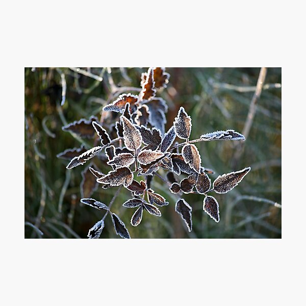Frosted design Photographic Print