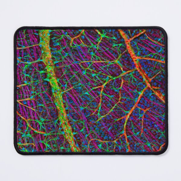 Vista previa del artículo con la obra «Vasos sanguíneos y células nerviosas de la retina (C009/5825)», diseñado y vendido por SciencePhoto.