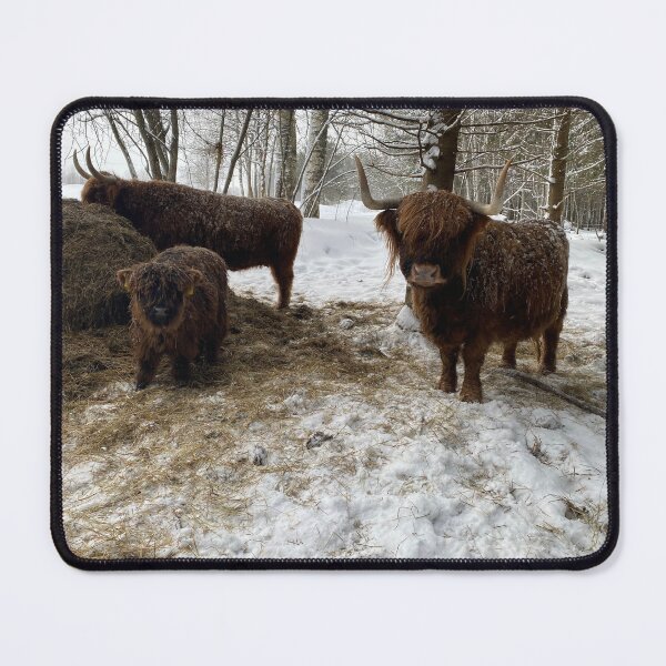 Item preview, Scottish Highland Cattle Cows 4310 designed and sold by SaarelaHighland.