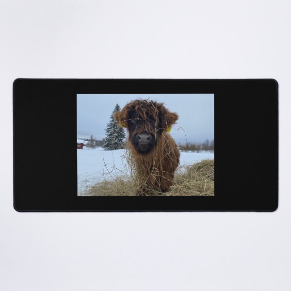 Item preview, Scottish Highland Cattle Calf 4320 designed and sold by SaarelaHighland.