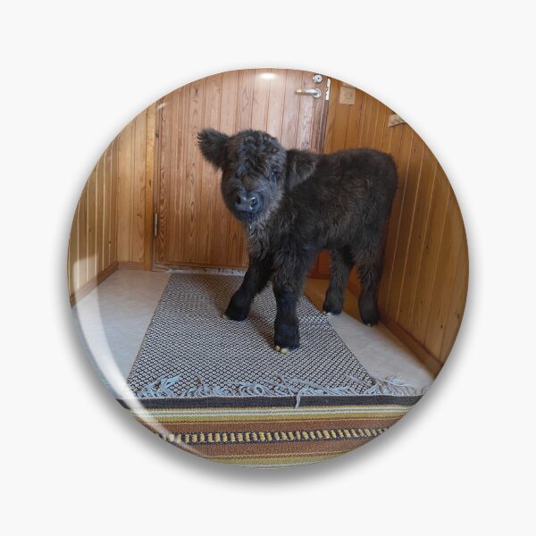 Item preview, Scottish Highland Cattle Calf indoors 4321 designed and sold by SaarelaHighland.