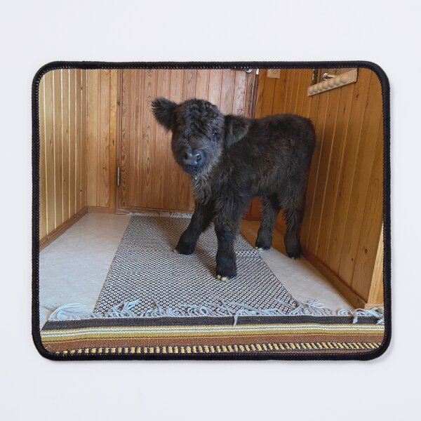 Item preview, Scottish Highland Cattle Calf indoors 4321 designed and sold by SaarelaHighland.
