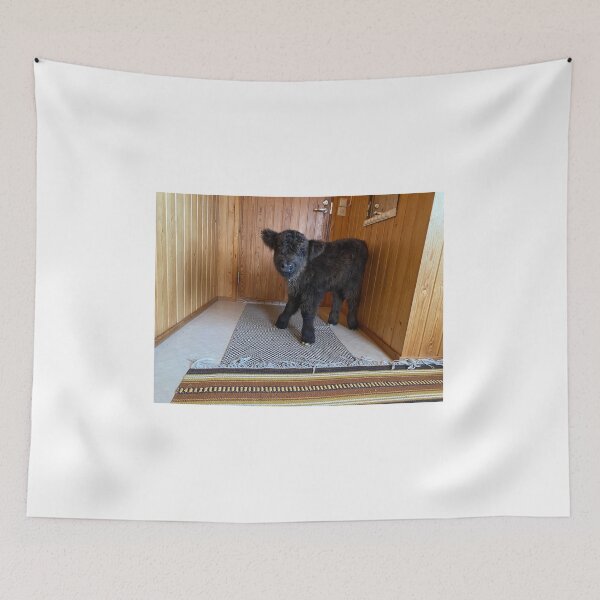 Item preview, Scottish Highland Cattle Calf indoors 4321 designed and sold by SaarelaHighland.