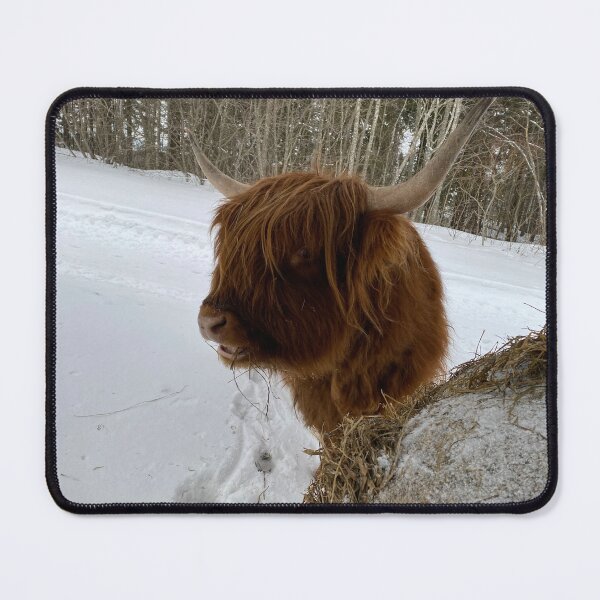 Item preview, Scottish Highland Cattle Cow 4322 designed and sold by SaarelaHighland.