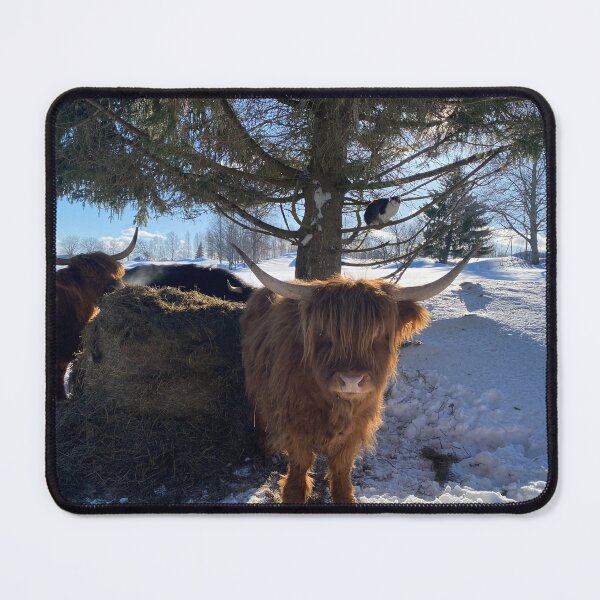 Item preview, Scottish Highland Cattle Cow and cat 4324 designed and sold by SaarelaHighland.