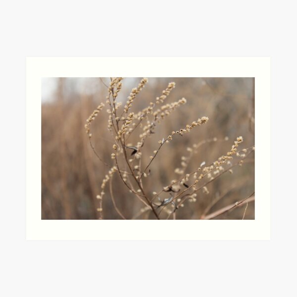 The withered bushes of some plants in late autumn are beautiful in their own way Art Print