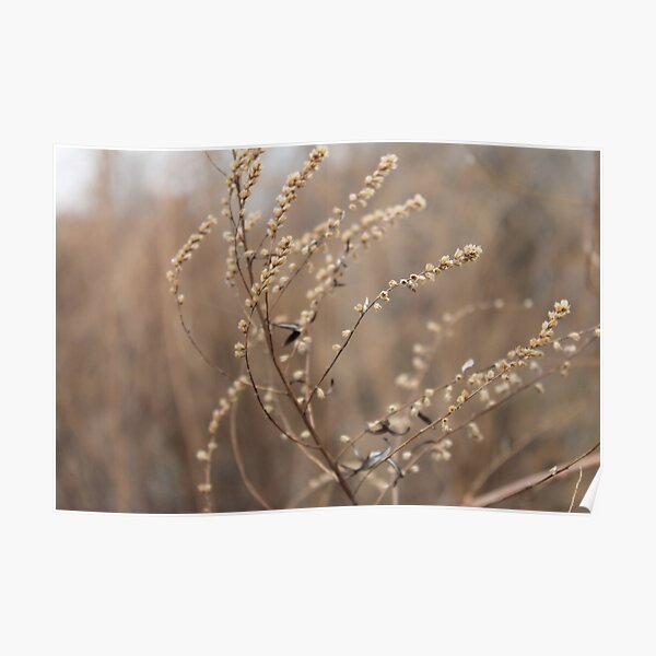 The withered bushes of some plants in late autumn are beautiful in their own way Poster
