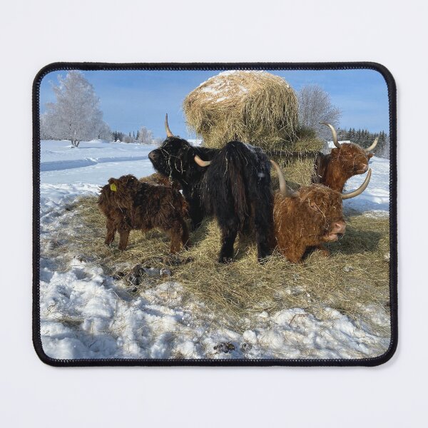 Item preview, Scottish Highland Cattle Cows 4334 designed and sold by SaarelaHighland.