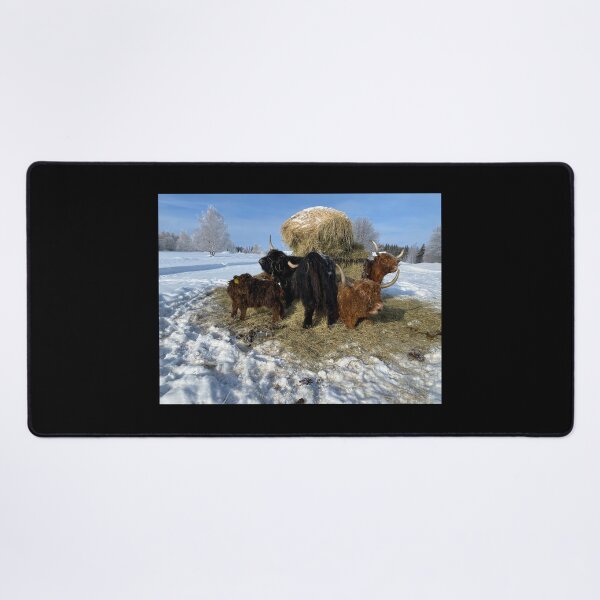 Item preview, Scottish Highland Cattle Cows 4334 designed and sold by SaarelaHighland.