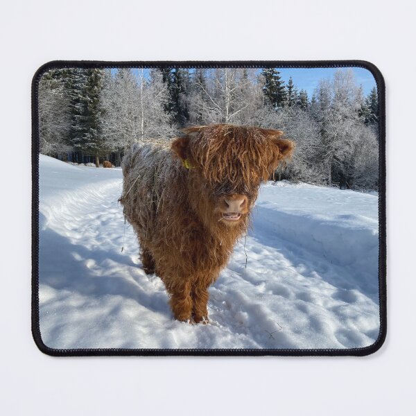 Item preview, Scottish Highland Cattle Calf 4337 designed and sold by SaarelaHighland.