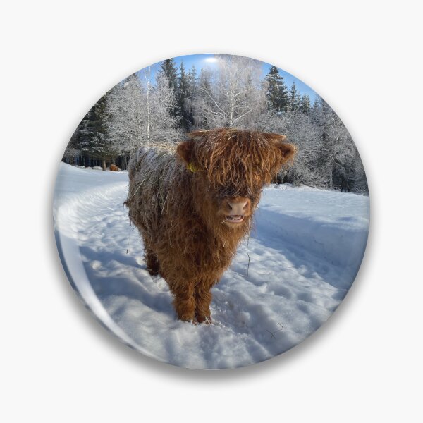 Item preview, Scottish Highland Cattle Calf 4337 designed and sold by SaarelaHighland.