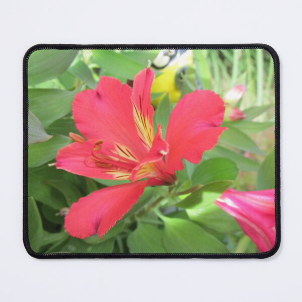 Item preview, Peruvian Lily / Red Alstromeria designed and sold by Claire L Page Photography.