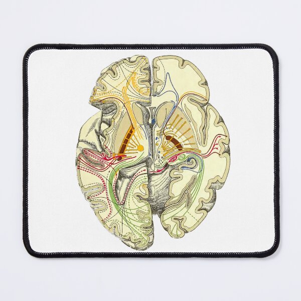 Item preview, Illustrated brain connectivity designed and sold by maximumentropy.