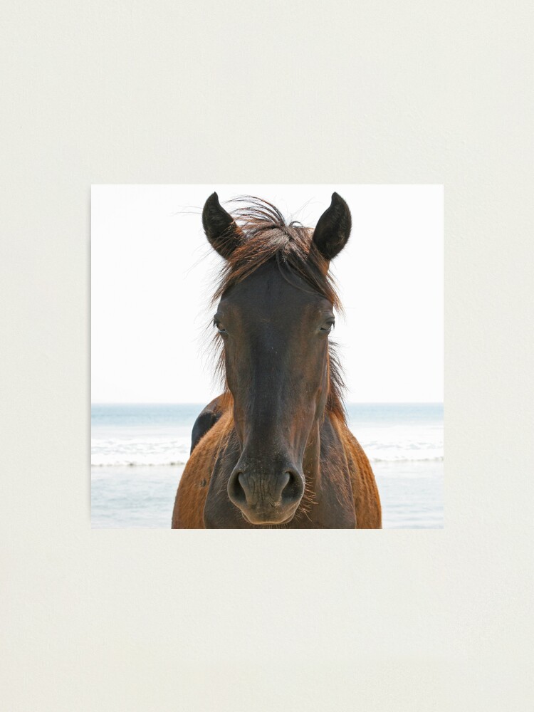 Alternate view of Wild Horse Photographic Print