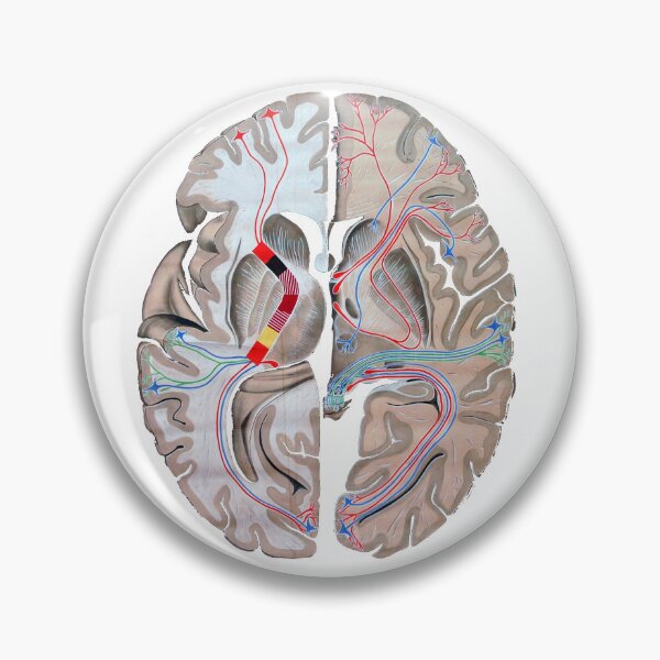 Item preview, Illustrated brain  designed and sold by maximumentropy.