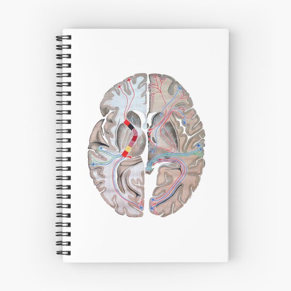 Item preview, Illustrated brain  designed and sold by maximumentropy.