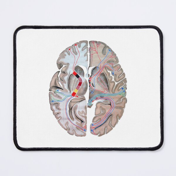 Item preview, Illustrated brain designed and sold by maximumentropy.