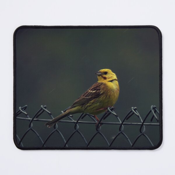 Item preview, Yellowhammer in the rain designed and sold by WildEncounters.