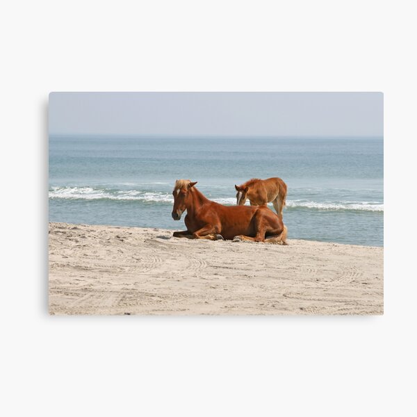 Wild Horses Canvas Print