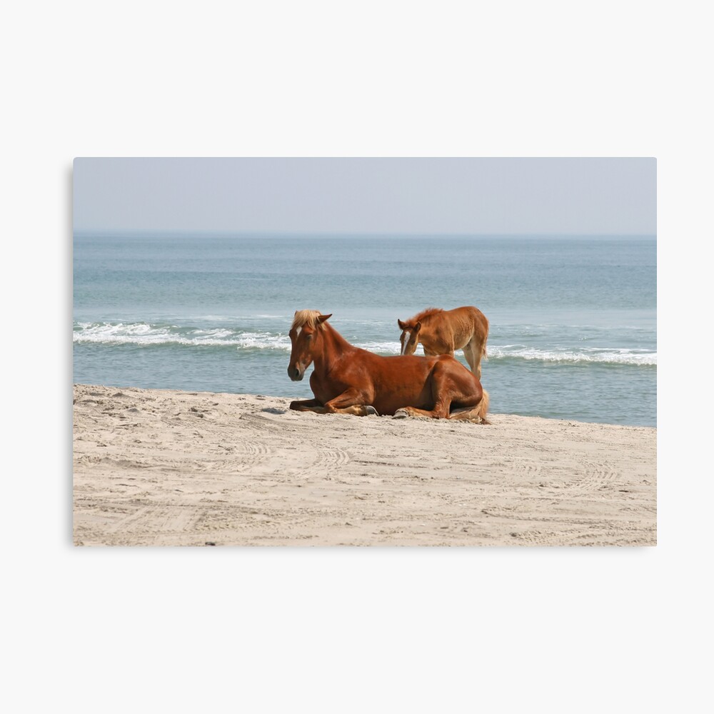 Wild Horses Canvas Print