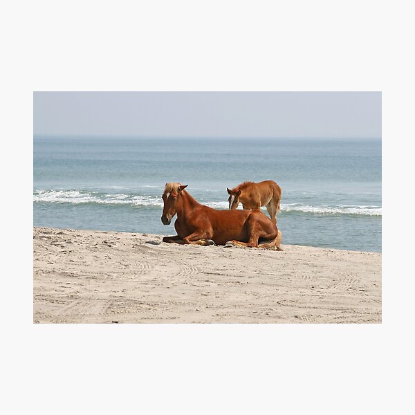 Wild Horses Photographic Print