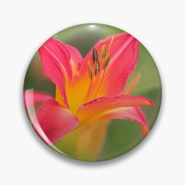Item preview, Daylilies - hemerocallis designed and sold by Dorset Girl.