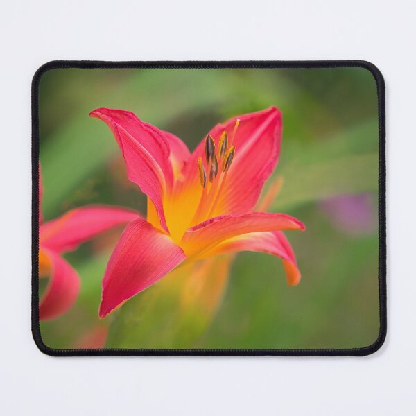 Item preview, Daylilies - hemerocallis designed and sold by Dorset Girl.