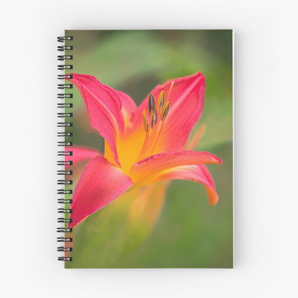 Item preview, Daylilies - hemerocallis designed and sold by Dorset Girl.