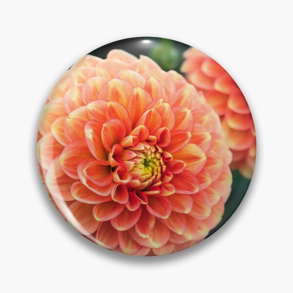 Item preview, Pom-Poms - Chrysanthemums designed and sold by Dorset Girl.