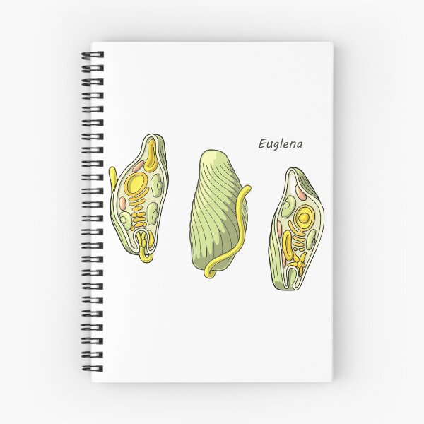 Item preview, Euglena Protozoan Illustration designed and sold by taylorcustom.