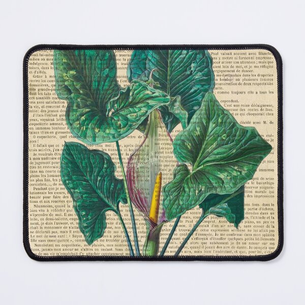 Item preview, Botanical print, on old book page - Calla Lily Flower designed and sold by Art by Lilia.