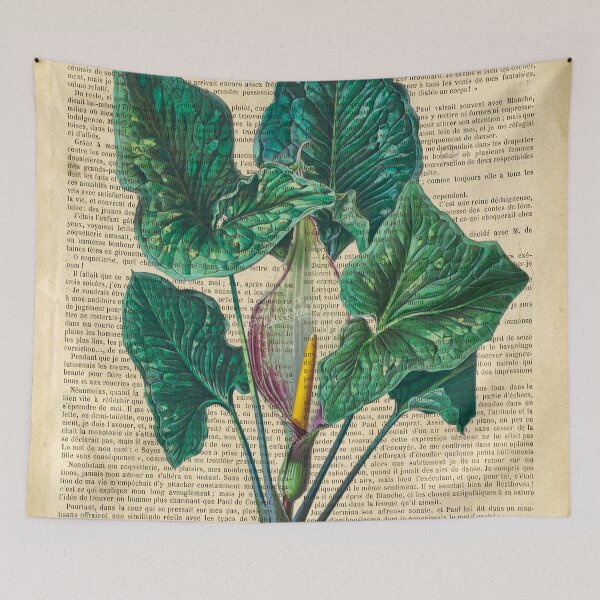 Item preview, Botanical print, on old book page - Calla Lily Flower designed and sold by Art by Lilia.