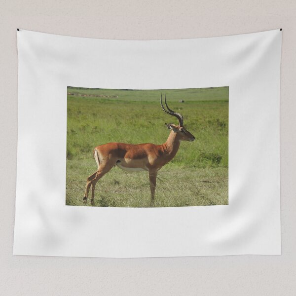 Artikelvorschau, Männlicher Impala in der Maasi Mara entworfen und verkauft von Faunagraphy360.