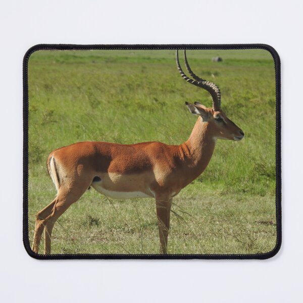 Item preview, Male Impala in the Maasi Mara designed and sold by Faunagraphy360.
