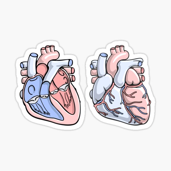 Human Heart Anatomy Illustration Sticker