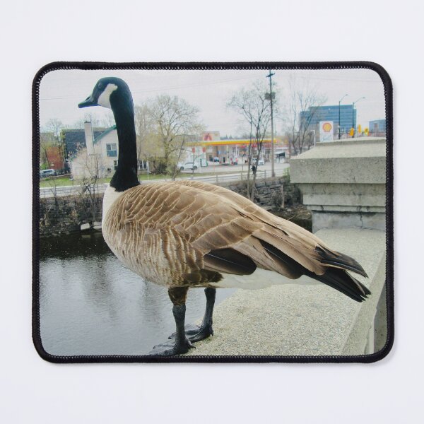 Item preview, Canada goose - PLEASE READ DESCRIPTION designed and sold by Shulie1.