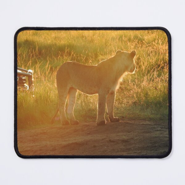 Item preview, Lioness in the sunrise designed and sold by Faunagraphy360.