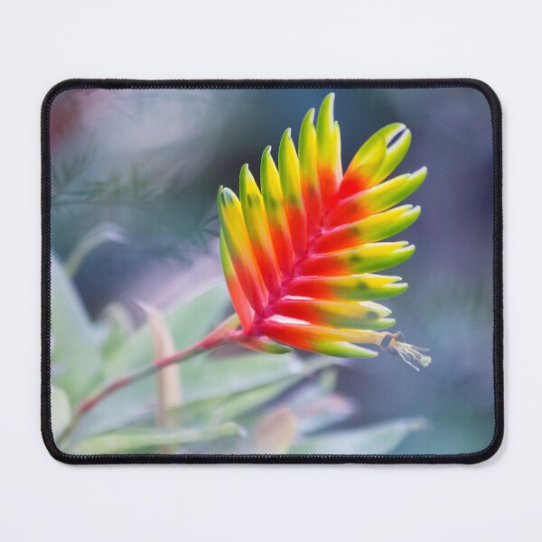 Artikelvorschau, Symphonie der Bromelien entworfen und verkauft von etkata4.